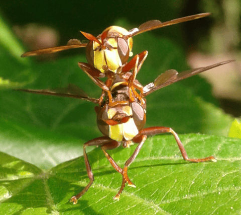 Conopidae : coppia di Conops vesicularis?